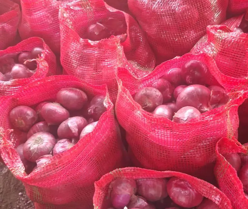 Bombay Onion Showcase 5