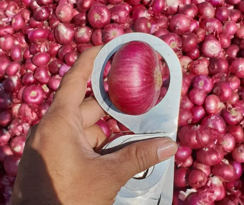 Bombay Onion Showcase 7