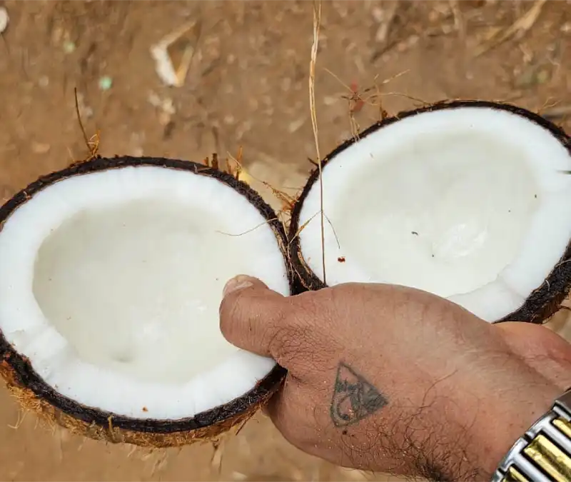 Dehusked Coconut View 3