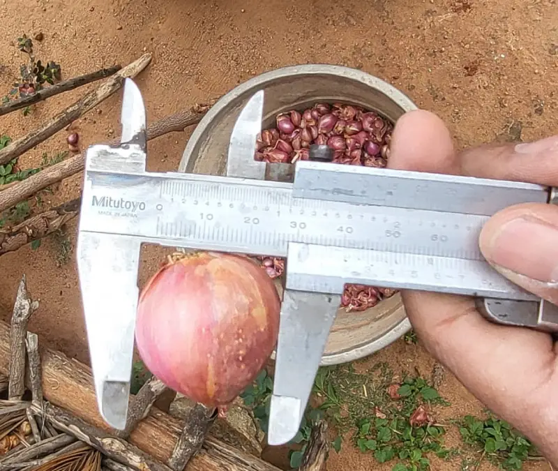 Fresh Shallots View 4